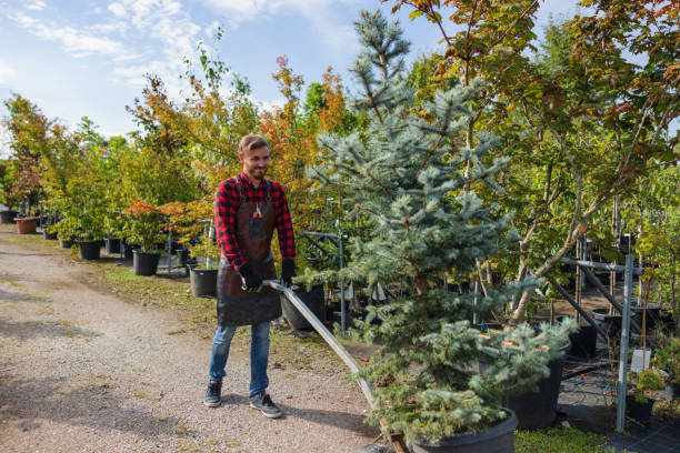 Best Tree Root Removal  in Kewanee, IL